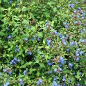 Ceratostigma willmottianum